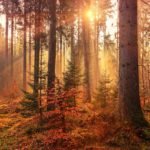 daylight through forest trees