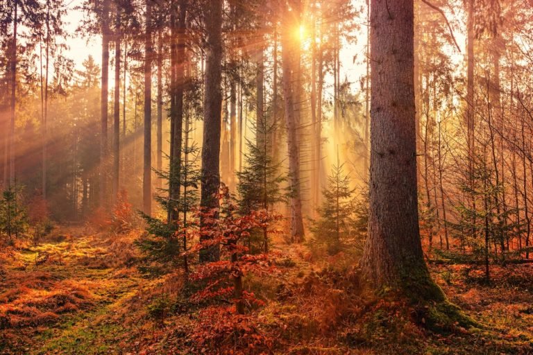 daylight through forest trees
