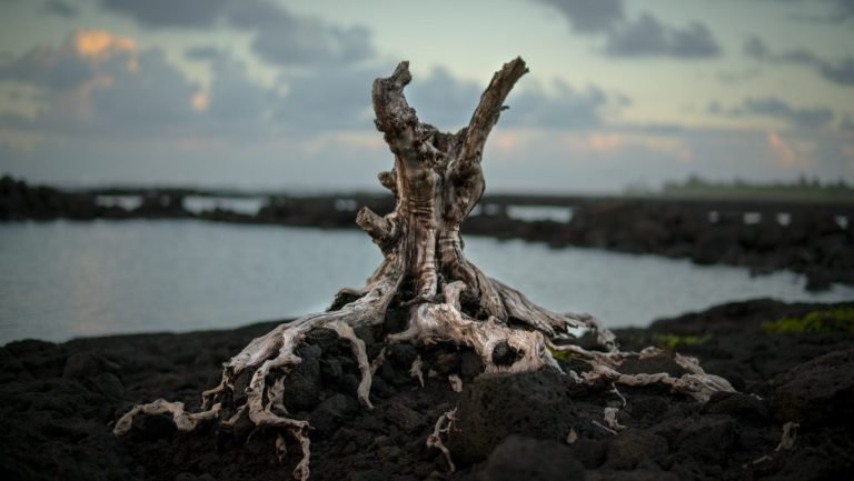 roots of a drying up tree