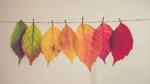 hanged leaves from different seasons