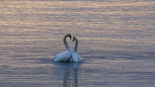 Two swans in natural habitat