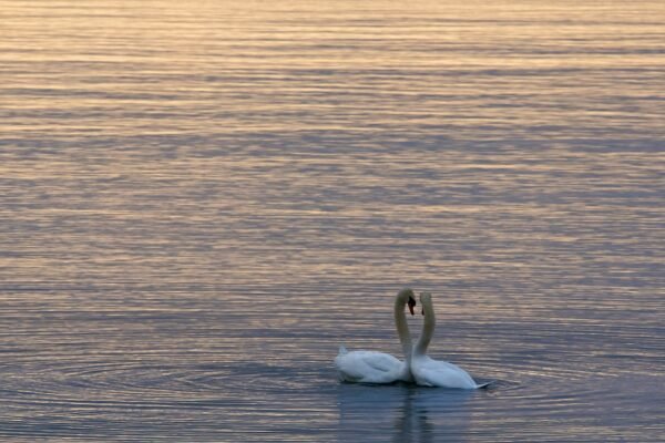 two swans in a lake