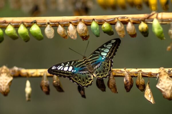 eclosed butterfly among several pupae