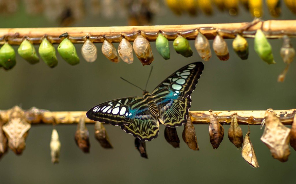 eclosed butterfly among several pupae