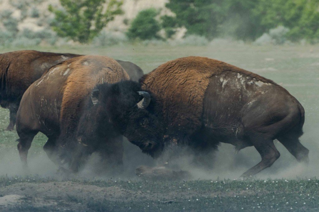 Photo of fighting bison by Richard Lee on Unsplash