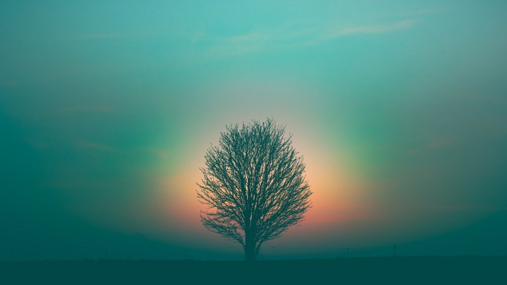 Rainbow tree 🌈 (Photo by Marek Piwnicki on Unsplash)