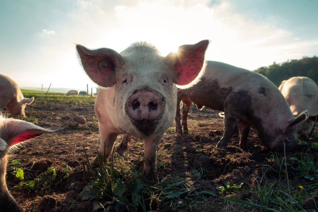 pigs feeding and staring (Photo by Pascal Debrunner on Unsplash)