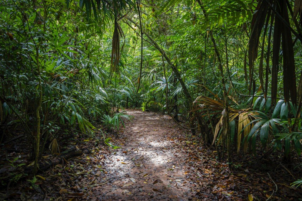 Image of section of Tikal jungle (Photo by Isaac Quesada on Unsplash)