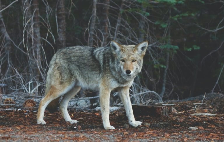 staring wolf by Photo by Josh Felise on Unsplash