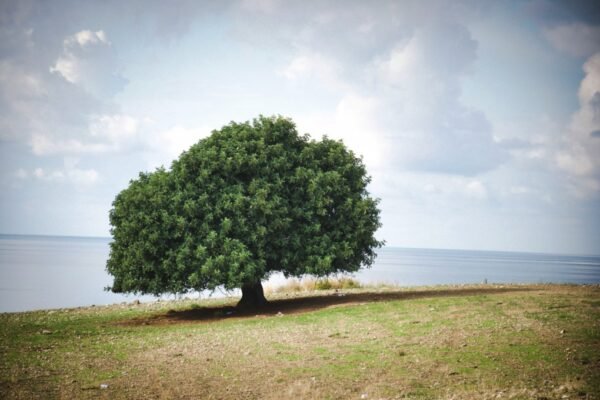 image of sycamore tree